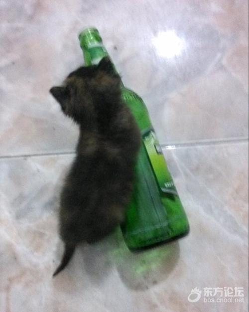 母猫难产死了什么样,母猫难产死亡原因