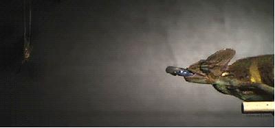 动物界三种最残忍动物,动物界最残忍四种动物