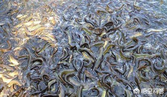 泥鳅养殖一亩投资多少钱,泥鳅养殖需要投资多少钱一亩
