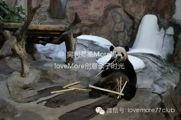 一日游广州长隆野生动物园攻略,广州长隆野生动物园自由行攻略