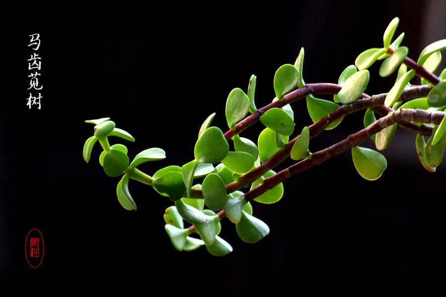 孕中篇｜焦点关注——孕期禁忌食物黑名单