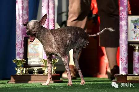 全世界最丑的十只狗,世界上最丑的十只狗