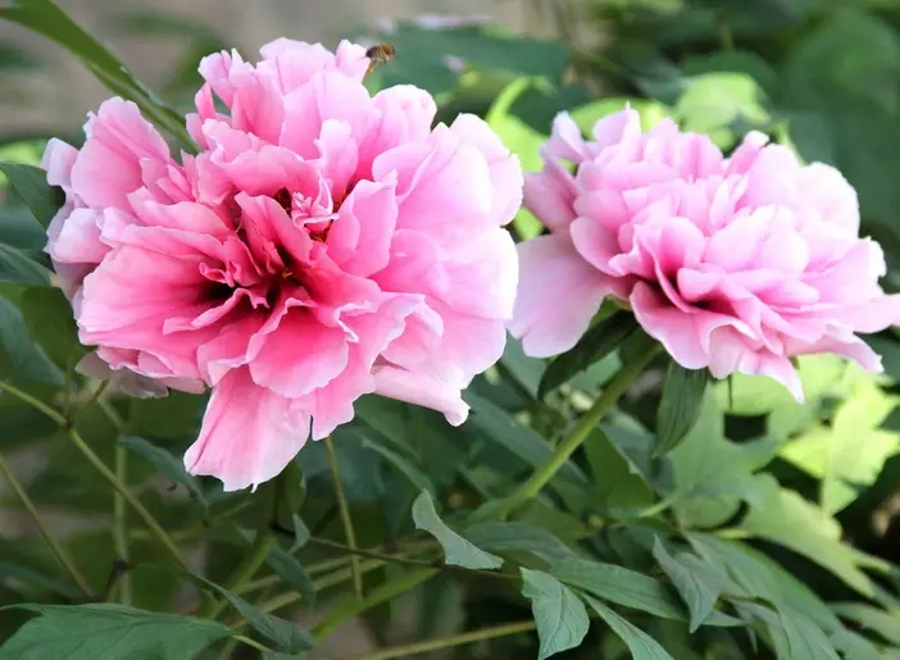 汉字字形字音之美,汉字有字音之美