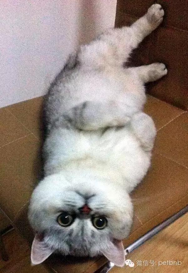 养一只吃货猫是怎样的体验,养一只贪吃的猫是什么感觉