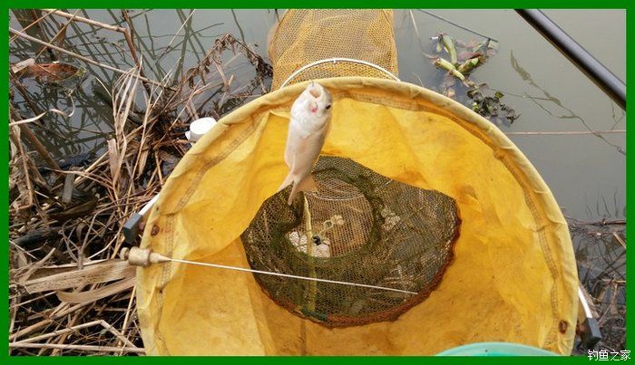 大鲫鱼大鱼,大鲫鱼大鲤鱼