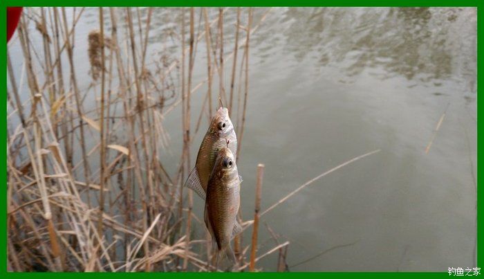 大鲫鱼大鱼,大鲫鱼大鲤鱼