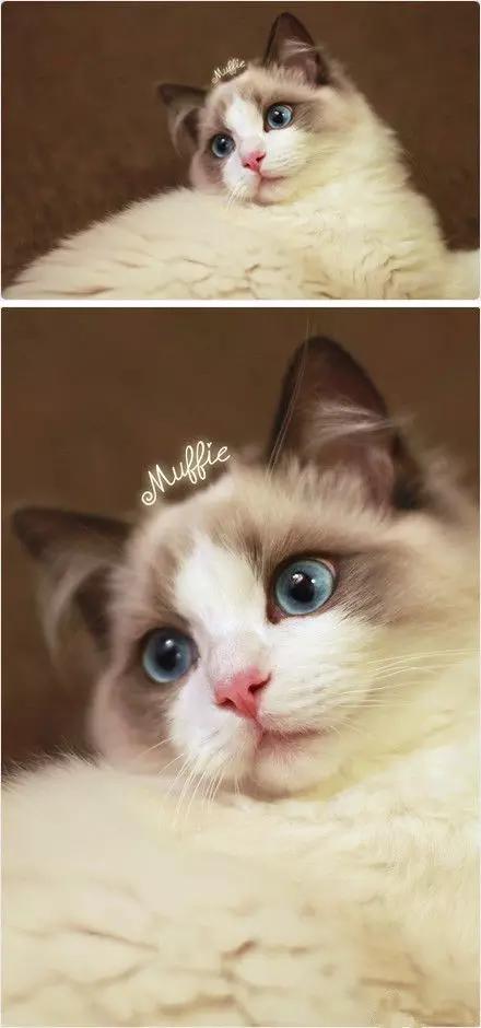 布偶猫最好看的是哪种,布偶猫有哪些比较好的品种