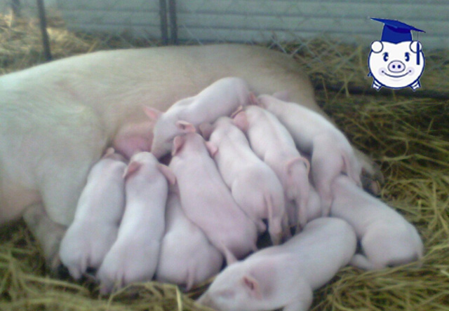 母猪下崽以后咬仔猪怎么办,母猪咬死新生仔猪原因及解决办法