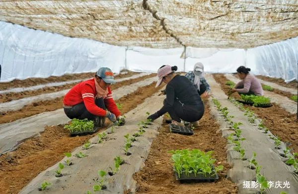 磴口的华莱士哪里有卖,天下第一瓜只有在磴口能吃上