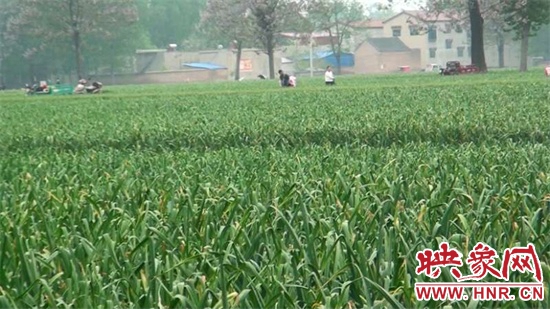 杞县大蒜电商助农,助农杞县大蒜