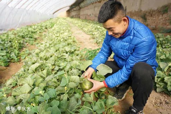磴口的华莱士哪里有卖,天下第一瓜只有在磴口能吃上