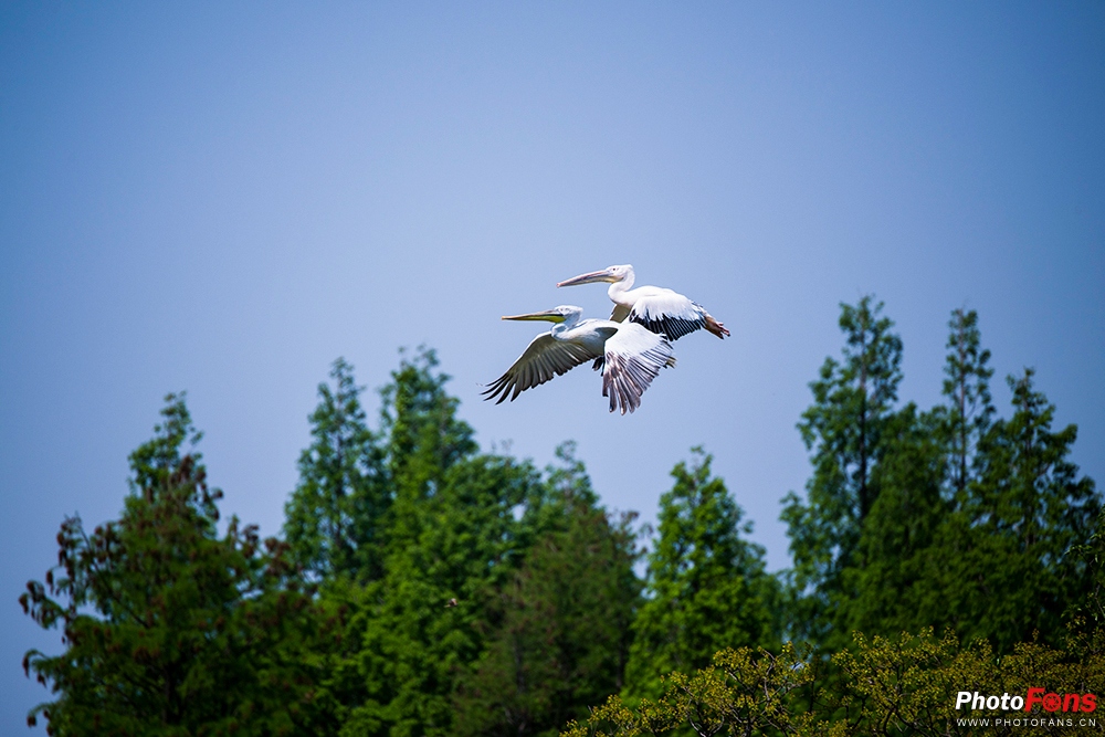 尼康180-400定焦镜头评测,尼康超长焦100-400和180-600