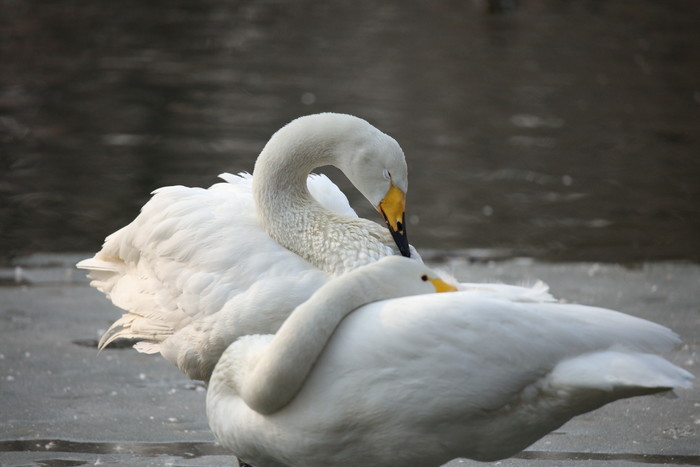 腾龙超长焦,腾龙超长焦镜头推荐