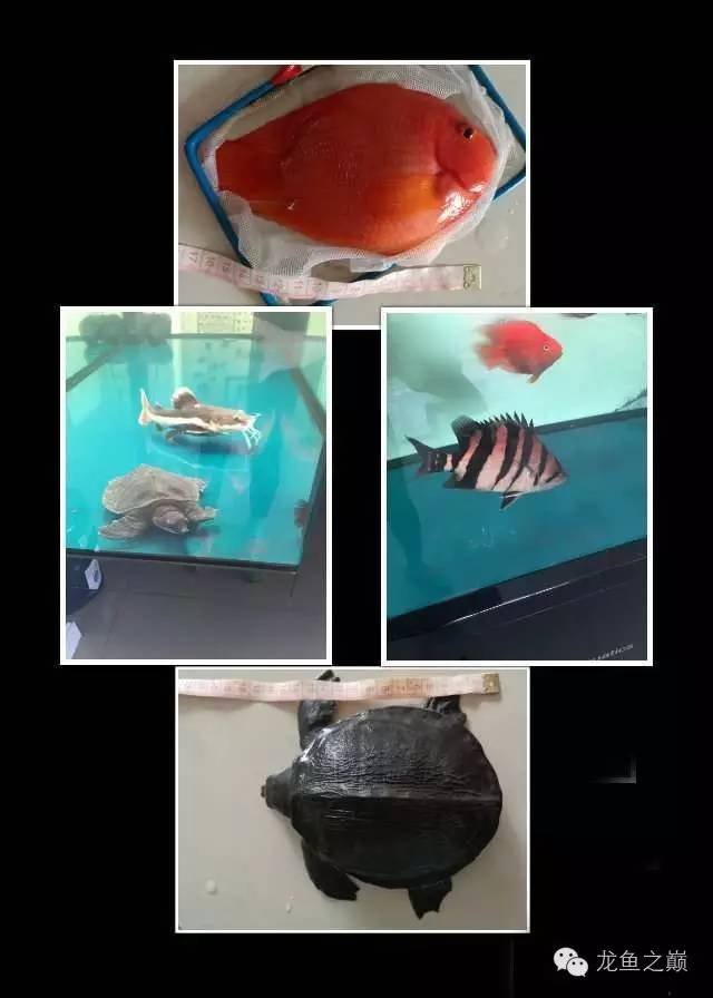 慢慢爱上养鱼,年纪到了爱上养鱼