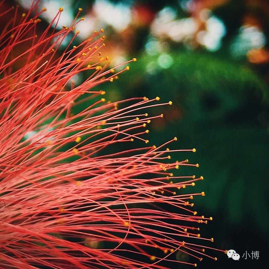 博物馆早餐|生长在1917年的树林