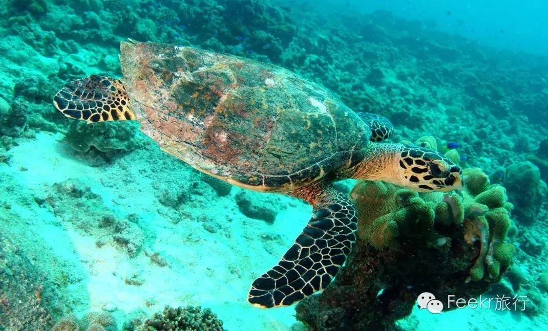 世界十大海岛最美海滩,全球最美十大海岛粉色海滩