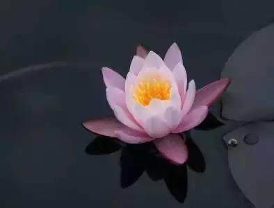 迎接父亲节：紫溪半岛的2000株紫薇花竞相绽放！限时免费欣赏