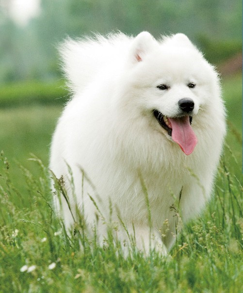 萨摩耶犬的遗传疾病有哪些,萨摩耶常见疾病以及防治措施