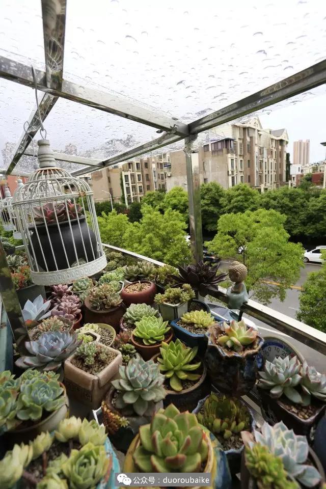 肉肉养在露台夏季要遮阳吗,露养夏天也不遮阳吗