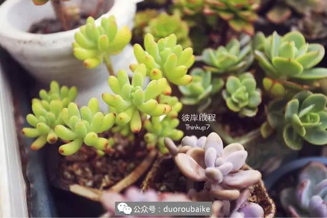 肉肉养在露台夏季要遮阳吗,露养夏天也不遮阳吗