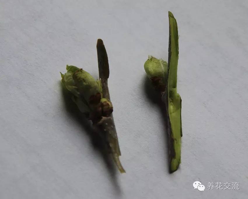 学会这两种嫁接方法，我变成了一个“高技”的花友！