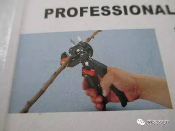学会这两种嫁接方法，我变成了一个“高技”的花友！