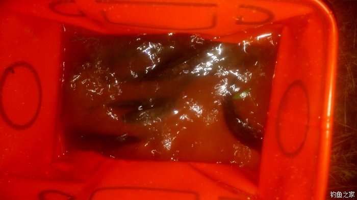 秋浦河冬钓板鲫,夜钓王二河图片