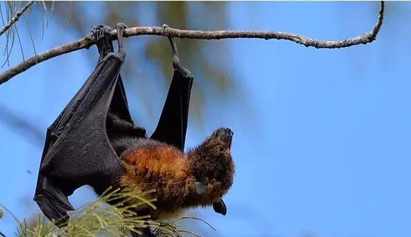 又有一个神秘岛国对中国免签,这个以胖为美的国家,美到极致!