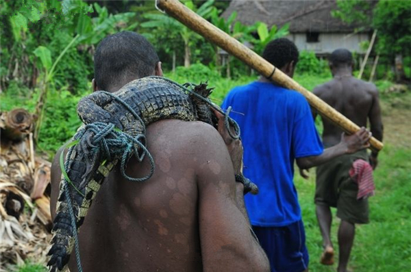 盘点鳄鱼的六大天敌都有哪个,盘点鳄鱼的十大天敌