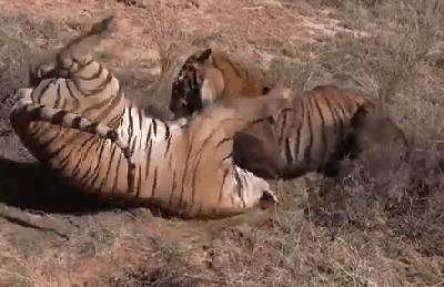 5个不为人知的动物界冷知识,十个你不知道的动物界冷知识