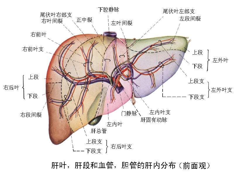你的五脏六腑都在哪个位置,你知道脏腑的位置吗