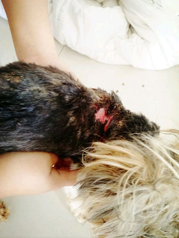 重庆捡到约克夏狗狗,捡破烂的爷爷捡到了一只约克夏