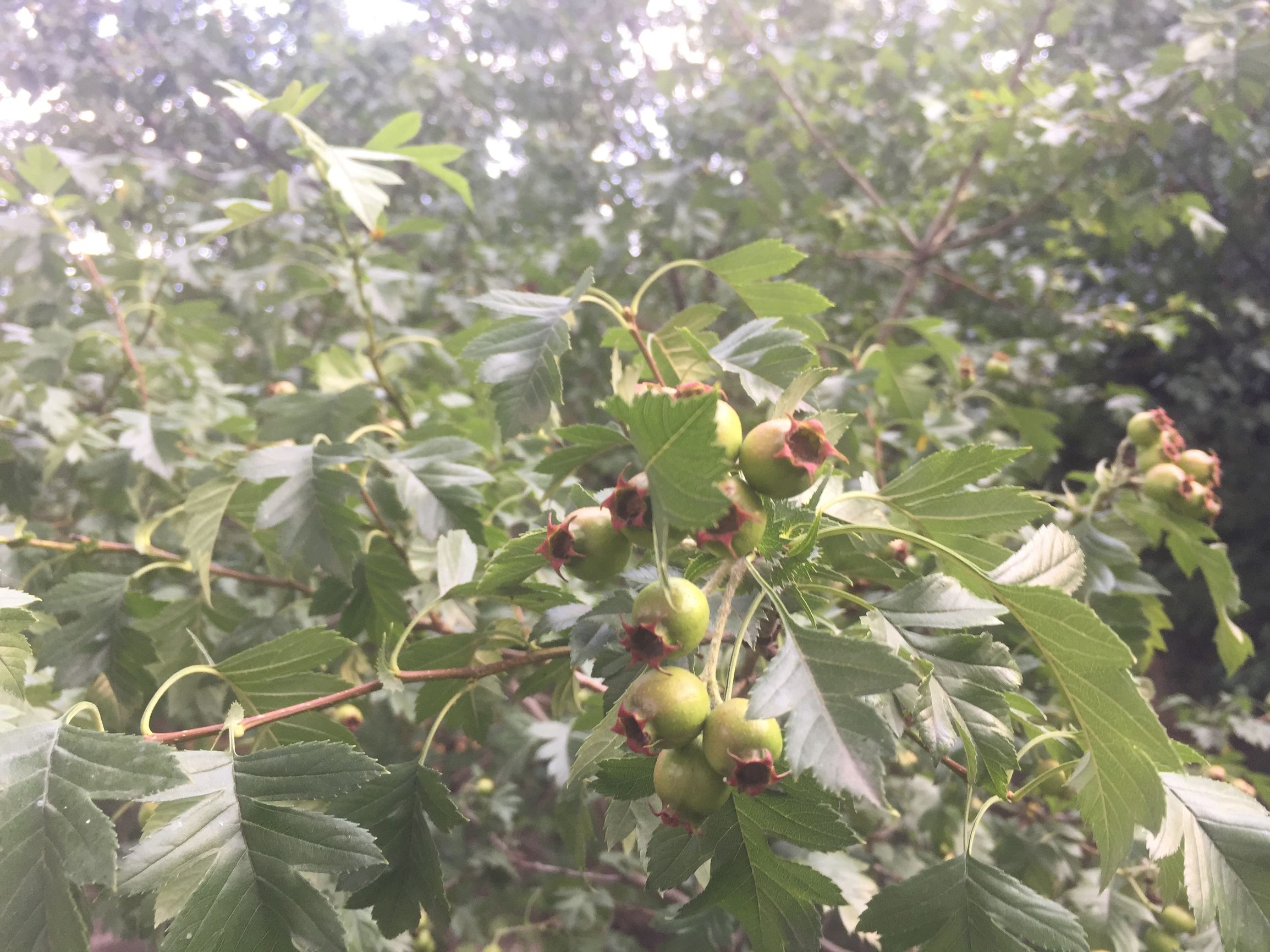 吃肉就拉肚子吃什么药,吃肉吃多了肚子难受喝什么管用