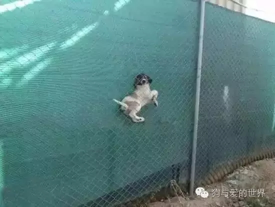 狗狗蠢萌和酷炫,狗狗蠢萌瞬间