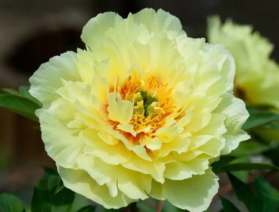 汉字的读音之美,汉字美的偏旁