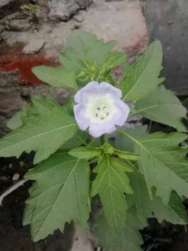 可以入药的紫色的花,看看有什么植物是做药材的