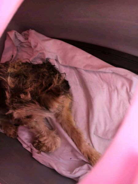 重庆捡到约克夏狗狗,捡破烂的爷爷捡到了一只约克夏