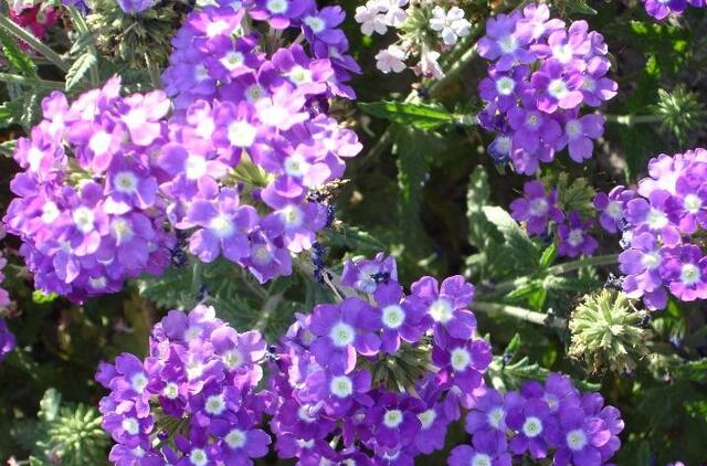 13种寓意最好的花,盆栽开紫色花的花卉有哪些