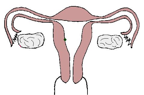 吃海带容易怀孕吗,吃海带能怀女孩