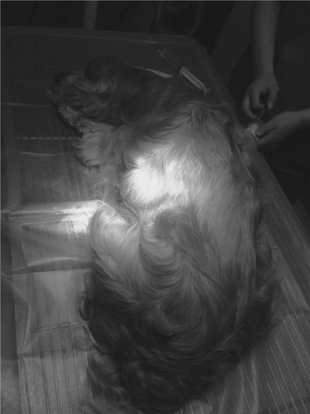 什么情况下狗狗做安乐死,什么情况建议狗狗安乐死