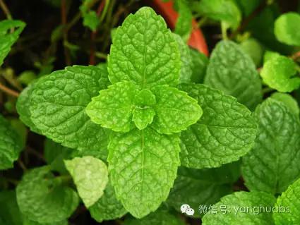 薄荷到底有多冷,薄荷如何讲解