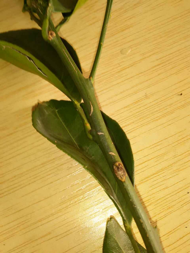 轻松七步走，让脐橙和溃疡病大声说拜拜