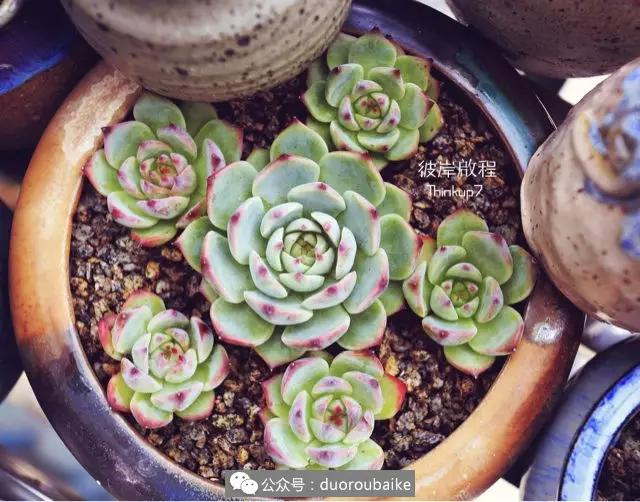 肉肉养在露台夏季要遮阳吗,露养夏天也不遮阳吗