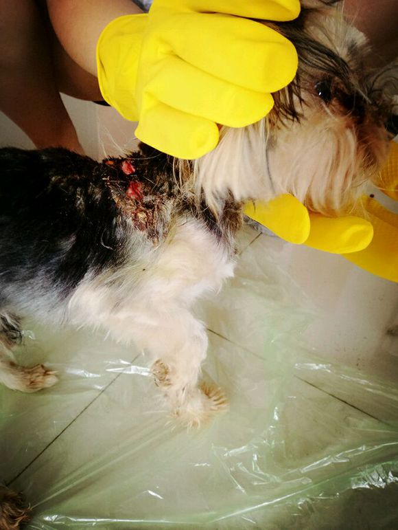 重庆捡到约克夏狗狗,捡破烂的爷爷捡到了一只约克夏