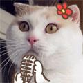 很火的动态小猫表情包,喵喵喵表情包动态