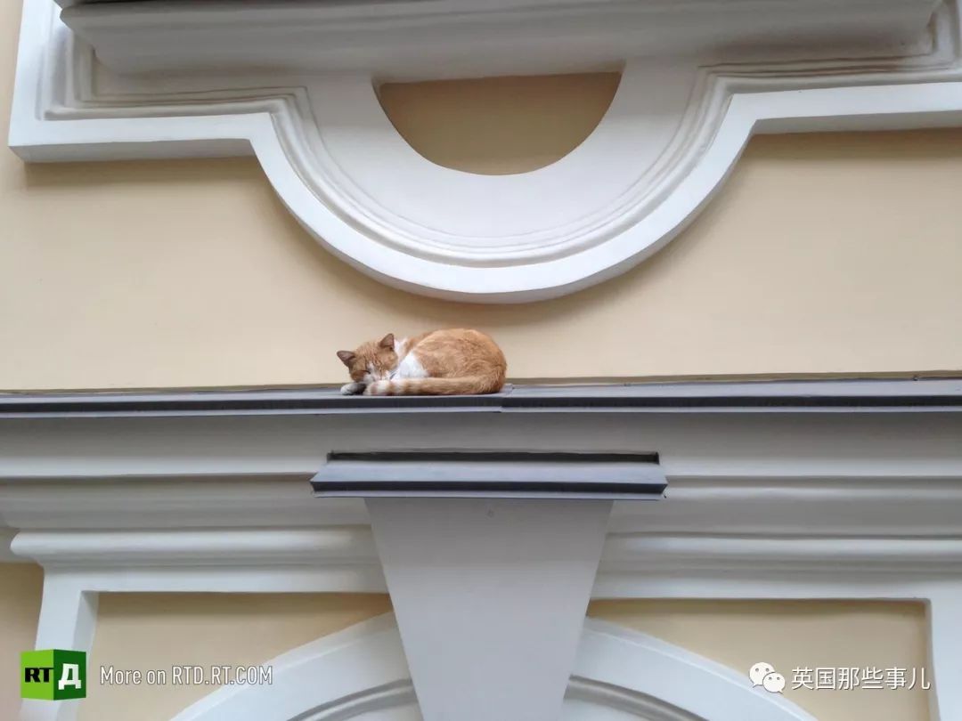 俄罗斯冬宫猫,俄罗斯冬宫里的猫