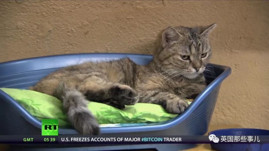 俄罗斯冬宫猫,俄罗斯冬宫里的猫