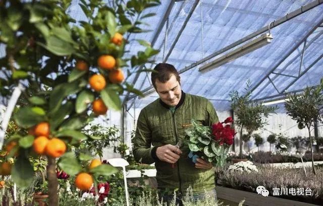 富川自家果园种植脐橙,最新富川脐橙果园