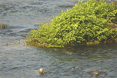 走进春天的田野听一听野菜的故事
