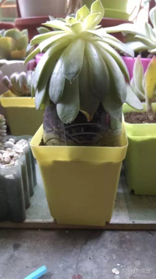 观音莲穿裙子是什么意思,观音莲穿裙子了怎么办